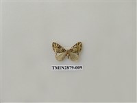 藏品(尺蛾607)的圖片